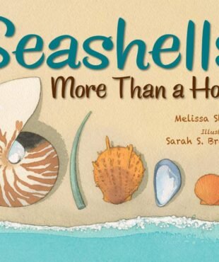 Seashells More Than a Home