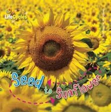 Seed To Sunflower (Lifecycles)