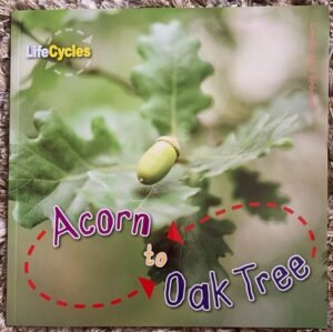 Acorn to Oak Tree (LifeCycles)