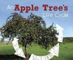 An Apple Tree's Life Cycle - Explore Life Cycles