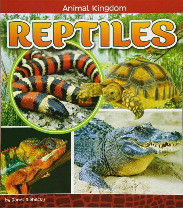 Reptiles - Animal Kingdom